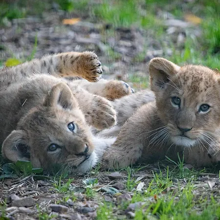 酒店 宜必思快捷酒店 利雪