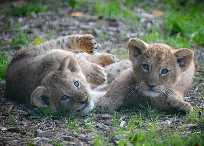 Ξενοδοχείο Ibis Budget Lisieux