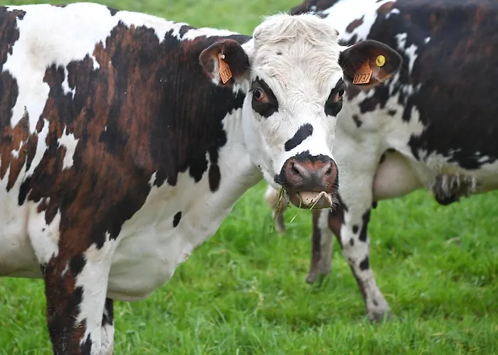 Hotel Ibis Budget Lisieux